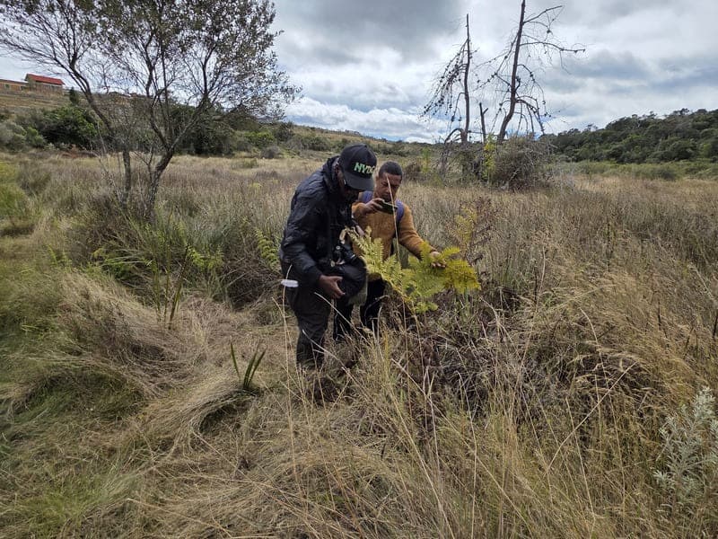 Ambohitantely - forest-savannah mosaic at the margin (6)