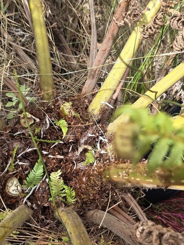 Ambohitantely - forest-savannah mosaic at the margin (7)