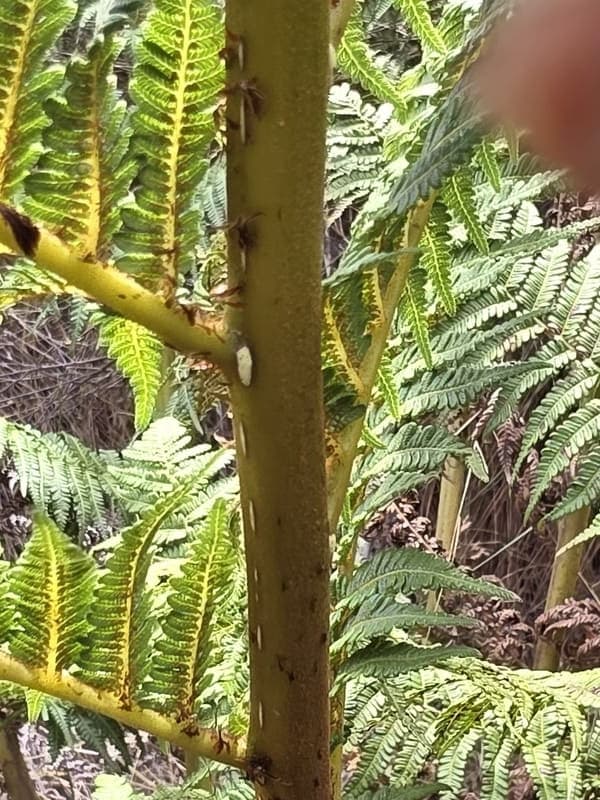 Ambohitantely - forest-savannah mosaic at the margin (8)