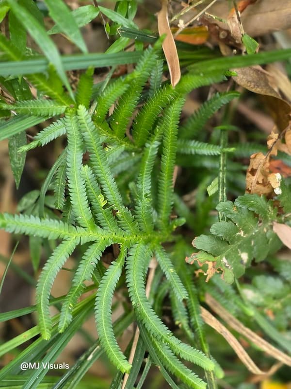 Ambohitantely - forest-savannah mosaic at the margin (9)