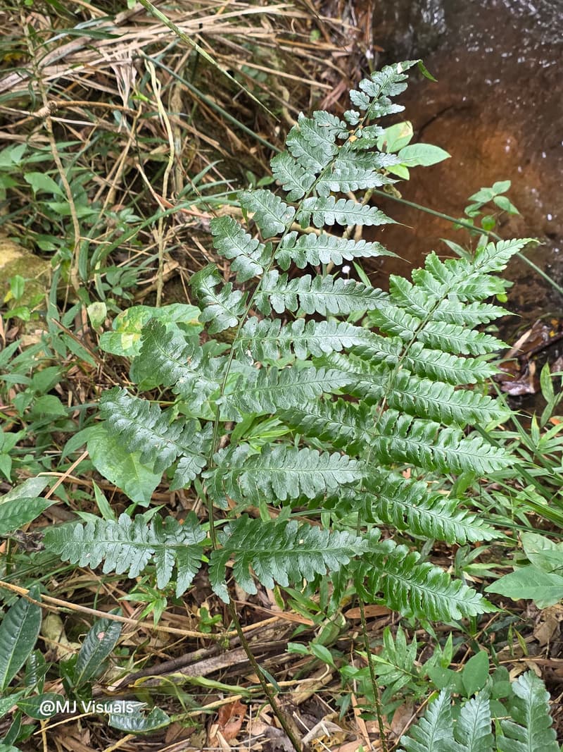 Ambohitantely - forest-savannah mosaic at the margin (10)
