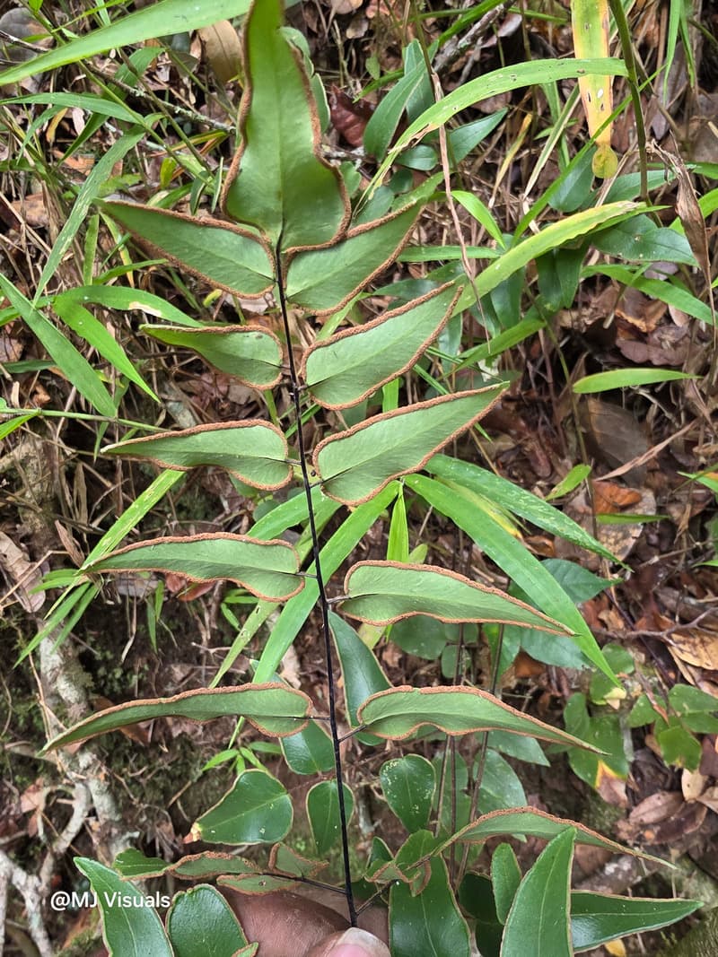 Ambohitantely - forest-savannah mosaic at the margin (11)