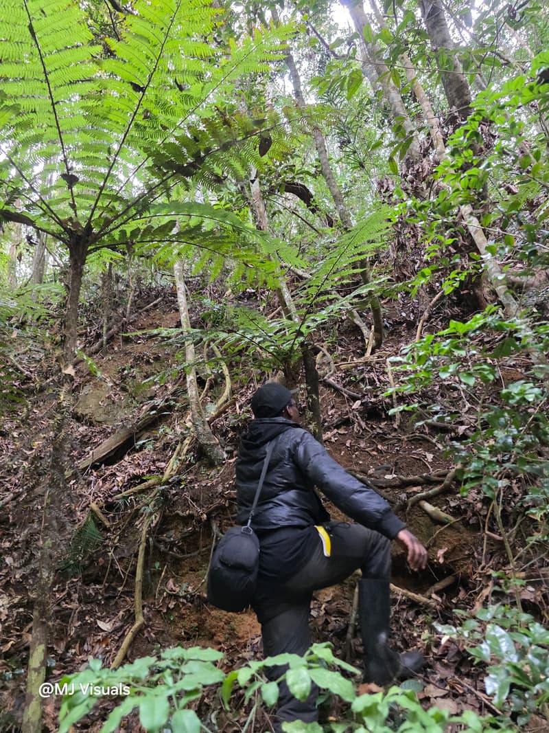 Ambohitantely - forest-savannah mosaic at the margin (12)