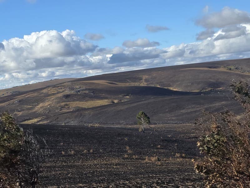 Ambohitantely - forest-savannah mosaic at the margin (14)