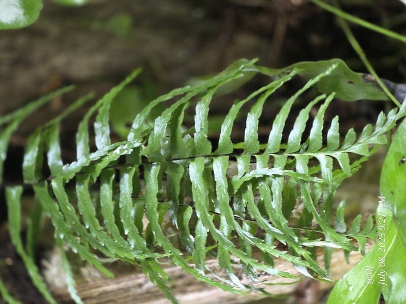 Marojejy - wide elevation gradient (~400-1300 m) (2)