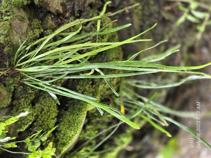 Marojejy - wide elevation gradient (~400-1300 m) (3)