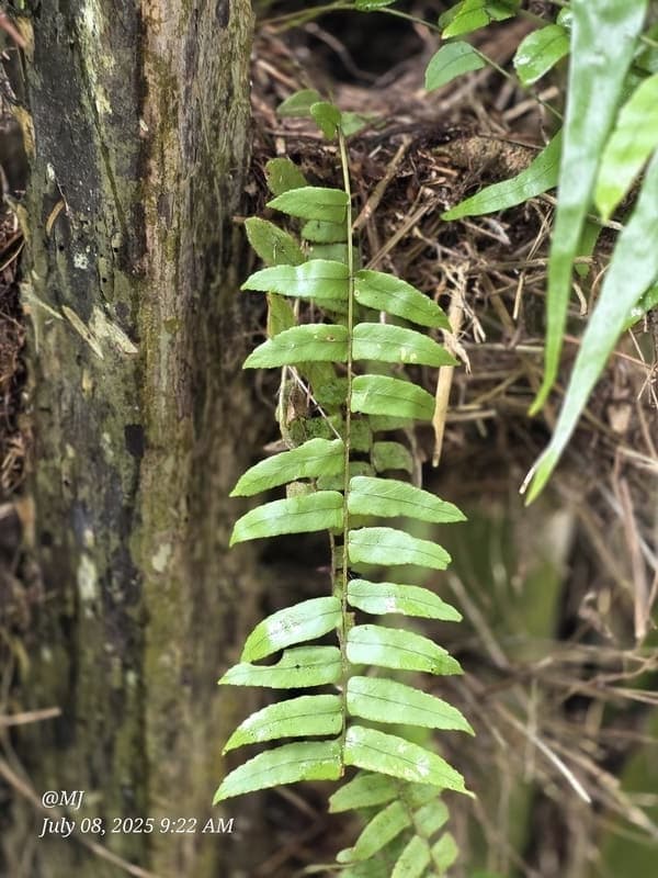 Marojejy - wide elevation gradient (~400-1300 m) (4)