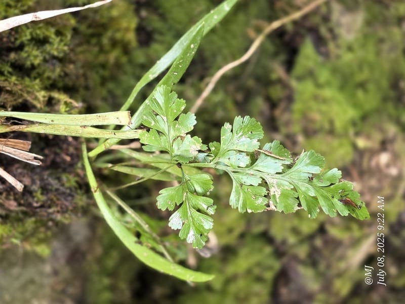 Marojejy - wide elevation gradient (~400-1300 m) (5)