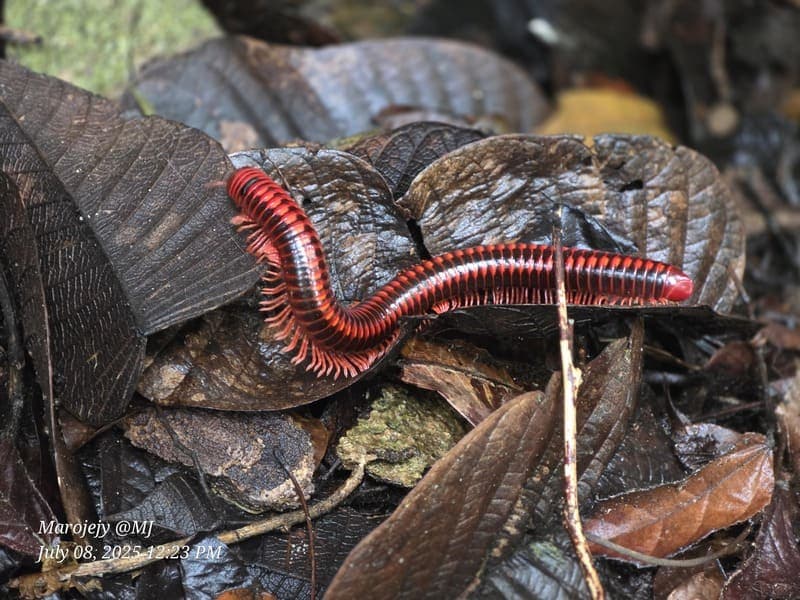 Marojejy - wide elevation gradient (~400-1300 m) (6)