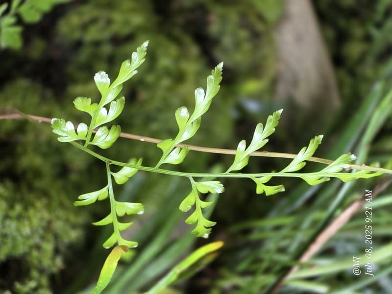 Marojejy - wide elevation gradient (~400-1300 m) (7)