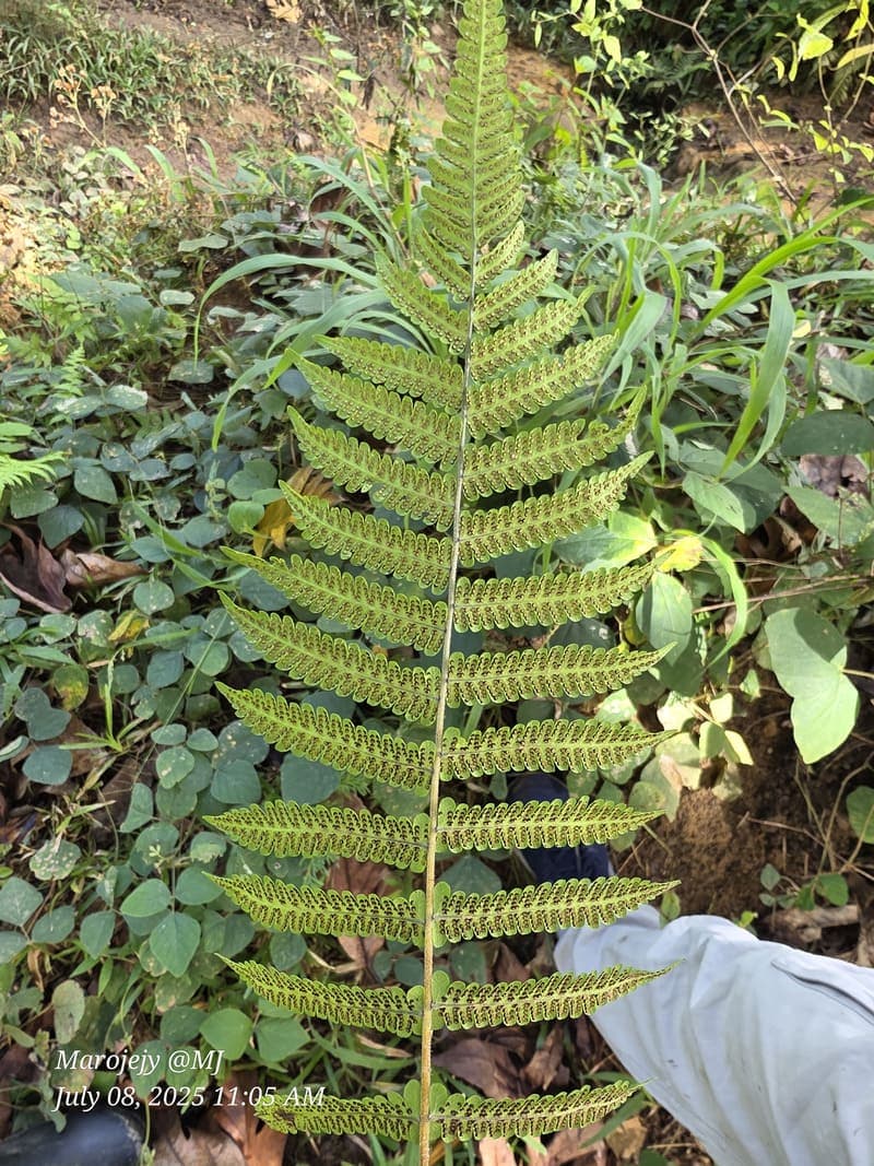 Marojejy - wide elevation gradient (~400-1300 m) (8)