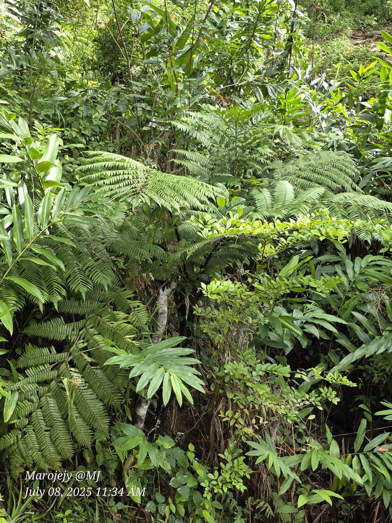 Marojejy - wide elevation gradient (~400-1300 m) (9)