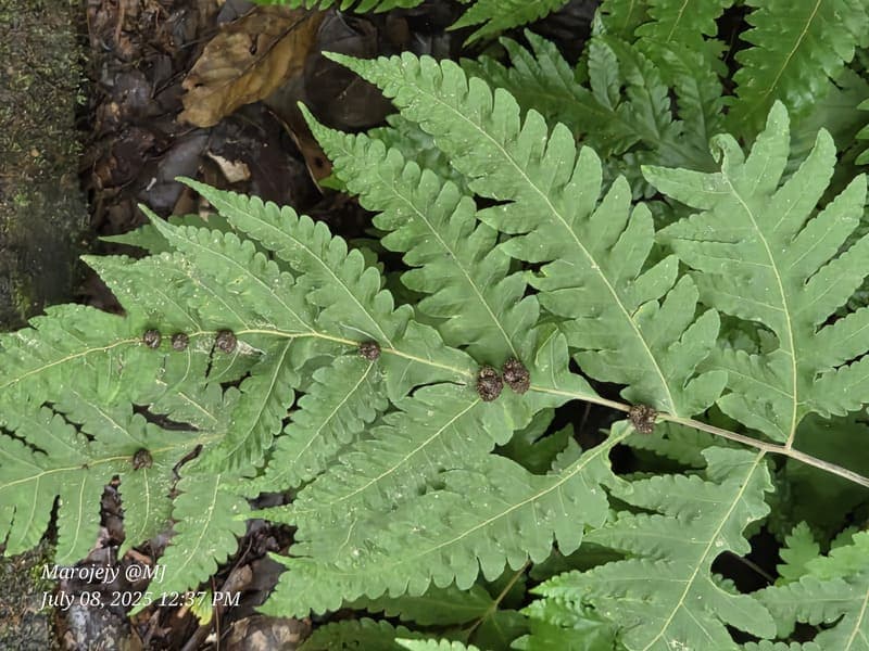 Marojejy - wide elevation gradient (~400-1300 m) (11)