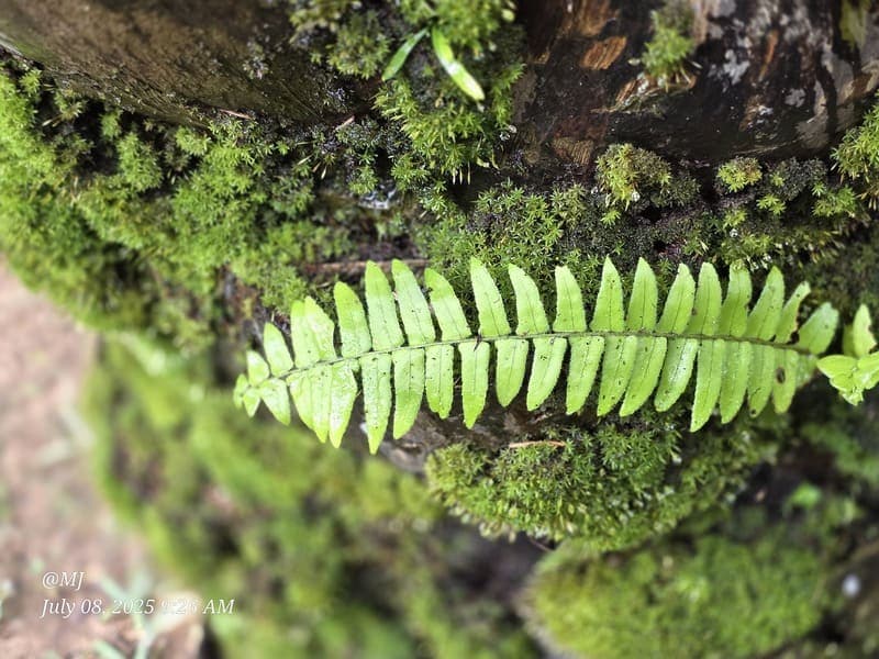 Marojejy - wide elevation gradient (~400-1300 m) (12)