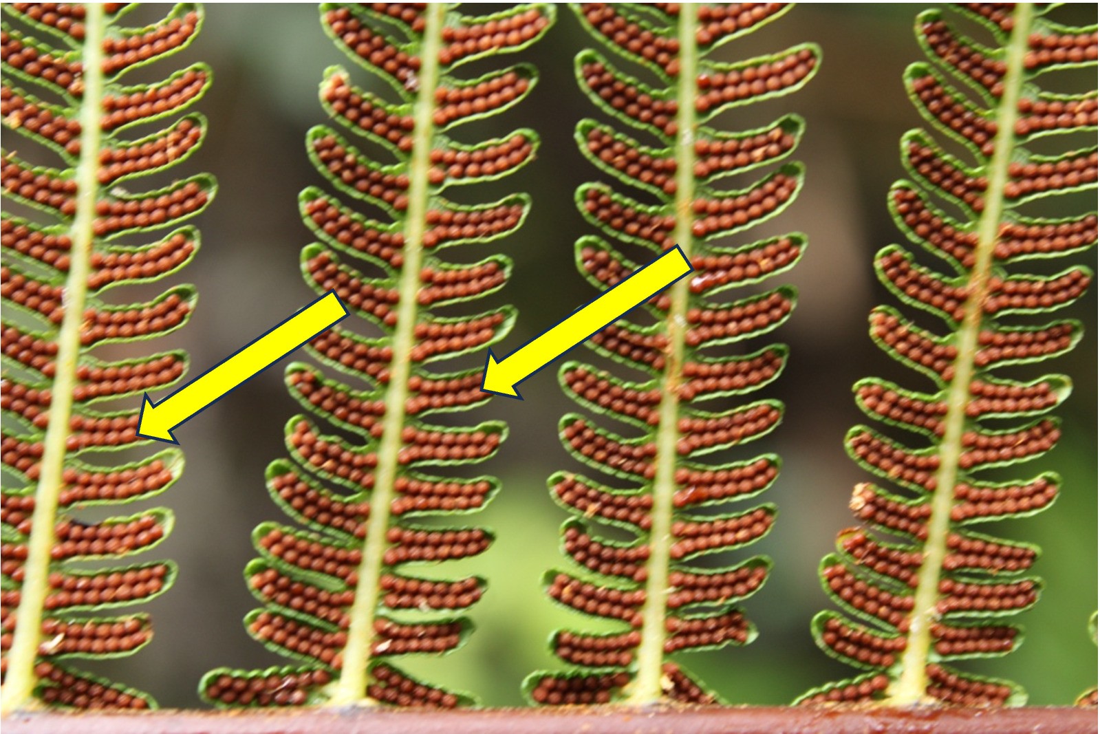 Spores on the pinna of Alsophila dregei