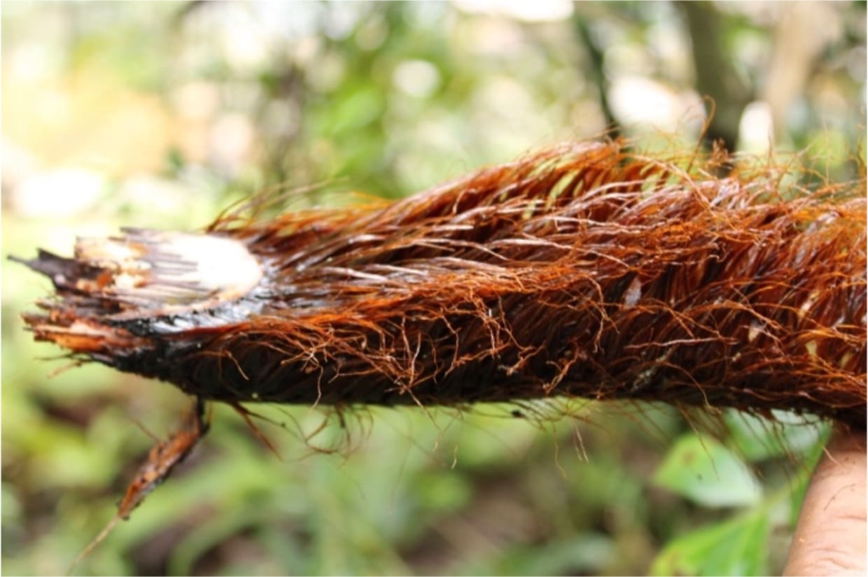 Scales at the base of the stipe (Alsophila similis)