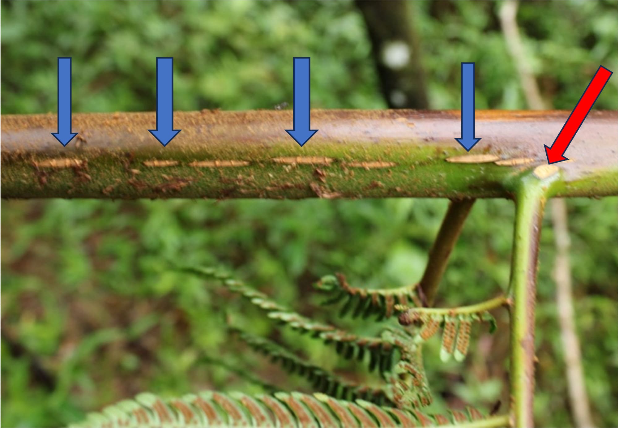 Discontinuous Aerophores (blue arrows) along the stipe of Alsophila similis, Nectaries (red arrow) at the base of the frond