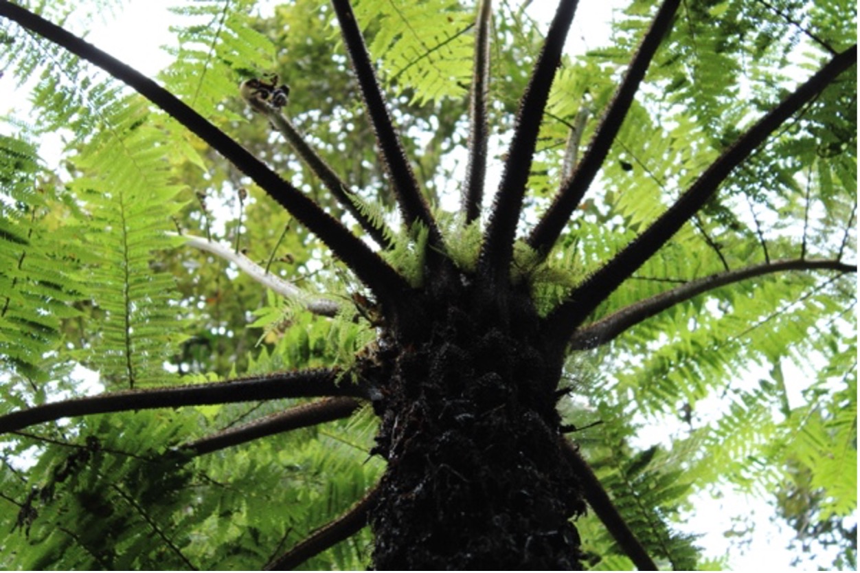 A radial symmetry of Alsophila similis characterized by tall, thick dark-spined caudex and small fronds at the base of long branching fronds