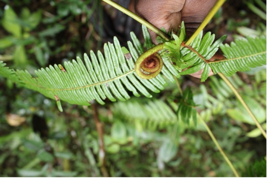 Dicranopteris linearis