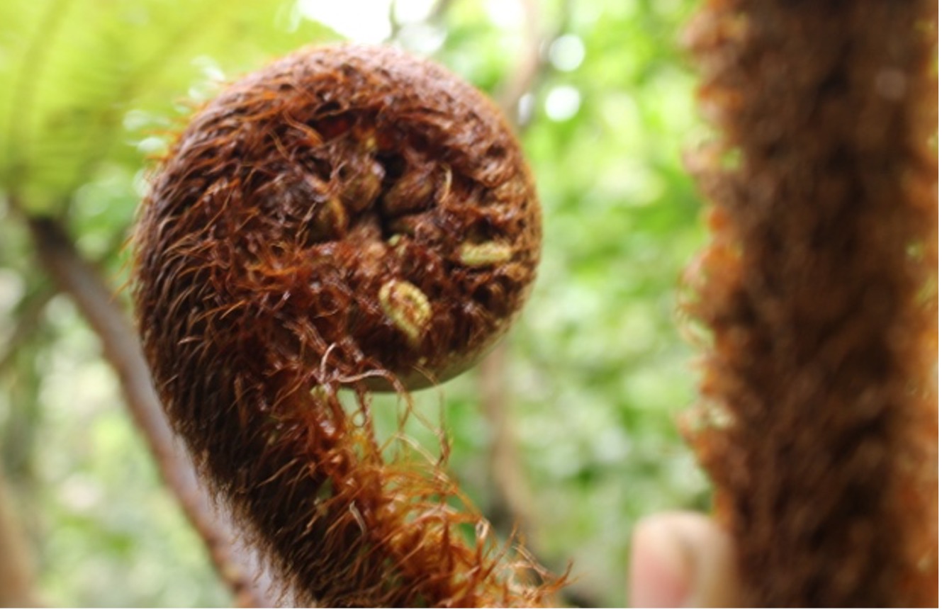 A fiddlehead of Alsophila borbonica