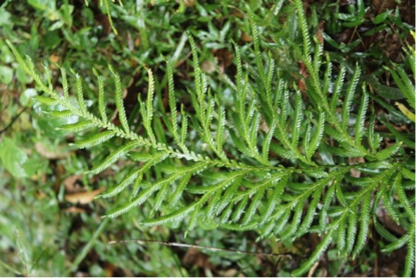 Selaginella sp