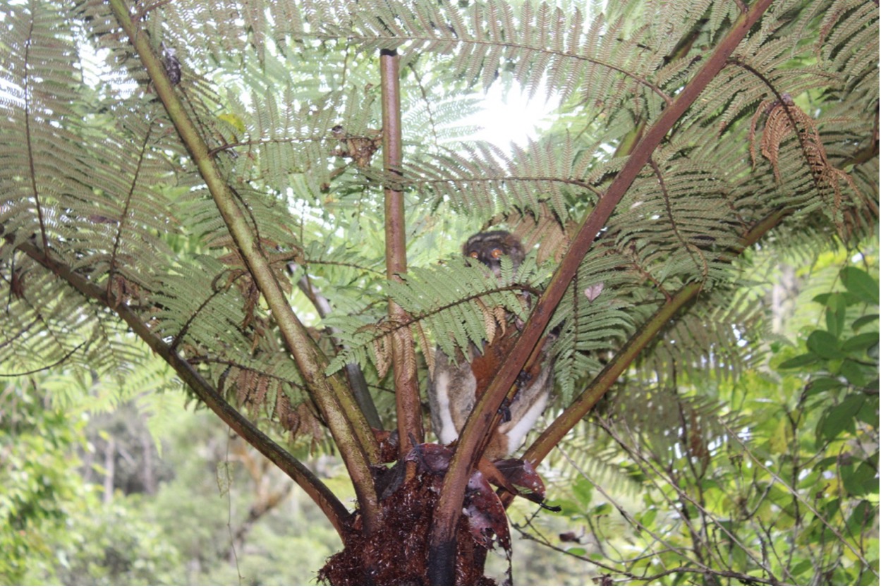 A lemur nesting on tree fern, Maromizaha reserve