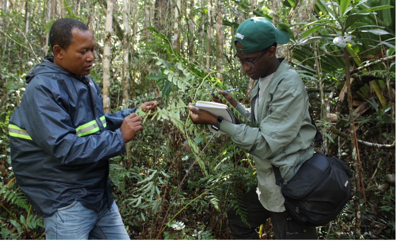 The habitat of tree ferns of Andasibe